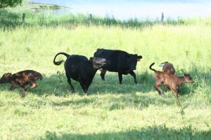 All the cattle here enjoy pasture playtime!