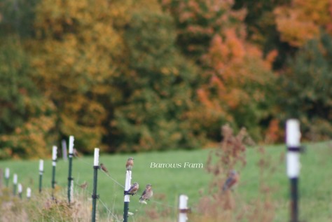 A group of Eastern Bluebirds hanging out on the fence within the pastures.