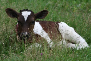 All livestock are put on pastures as quickly as possible. Many have started nibbling grasses as early as two days of age.